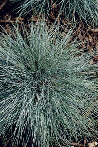 BLUE FESCUE BEYOND BLUE 1G
