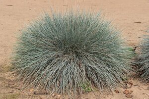 BLUE FESCUE COOL AS ICE 1G