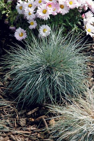 BLUE FESCUE ELIJAH BLUE 1G - image 3