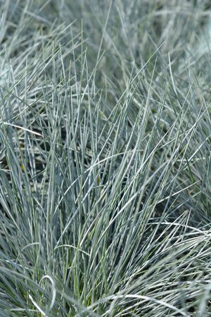 BLUE FESCUE ELIJAH BLUE 1G - image 1