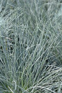 BLUE FESCUE ELIJAH BLUE 1G - image 1