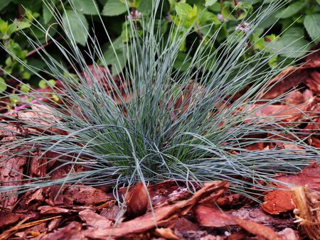 BLUE FESCUE ELIJAH BLUE 2G - image 2