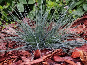 BLUE FESCUE ELIJAH BLUE 2G - image 2