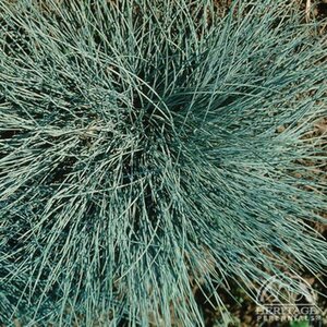 BLUE FESCUE ELIJAH BLUE 2G - image 3