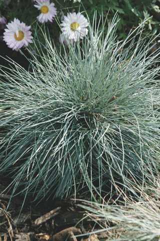BLUE FESCUE ELIJAH BLUE 4INCH