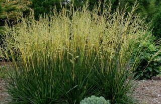 BLUE FESCUE GLOW STICKS 2G