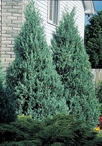 BLUE HEAVEN JUNIPER 125 CM (BLUE HAVEN) (Upright)