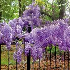 BLUE MOON WISTERIA 2 GAL