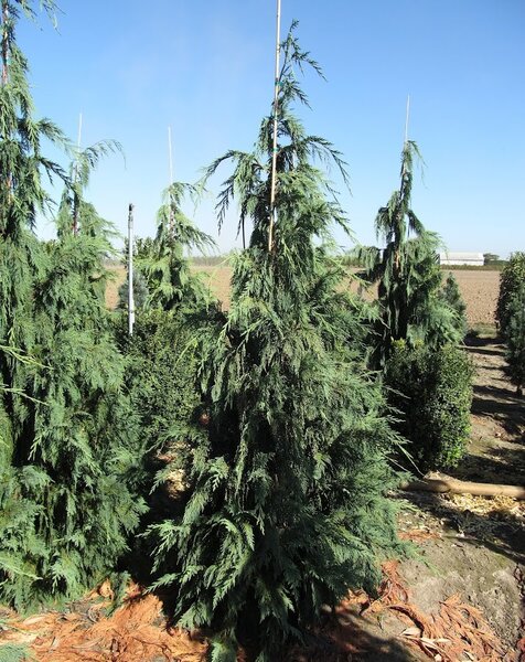 BLUE NOOTKA FALSE CYPRESS 90 CM