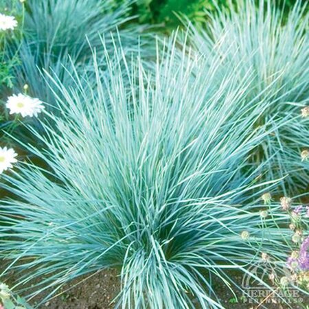 BLUE OAT GRASS 1G