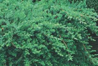BLUE PACIFIC JUNIPER 30 CM