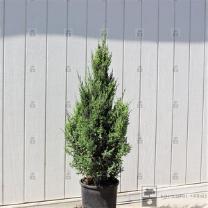 BLUE POINT JUNIPER 80CM