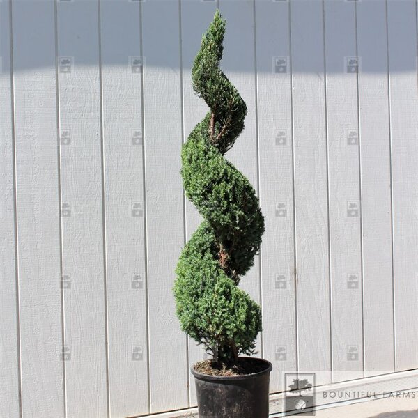 BLUE POINT SPIRAL JUNIPER 140CM