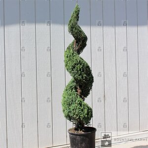 BLUE POINT SPIRAL JUNIPER 140CM