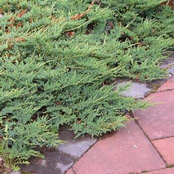 BLUE RUG JUNIPER 25 CM.