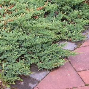 BLUE RUG JUNIPER 25 CM.