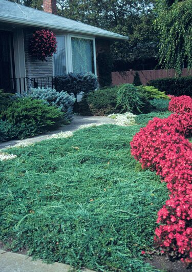 BLUE RUG JUNIPER 25 CM.