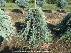 BLUE RUG JUNIPER 40 CM STD