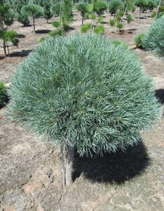 BLUE SHAG WHITE PINE STD 80CM STD