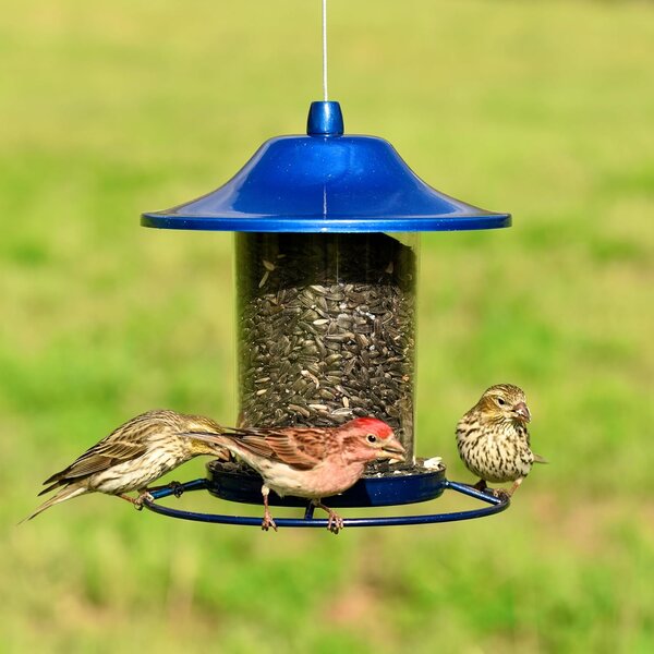 BLUE SPARKLE PANORAMA SEED FEEDER 1LB CA