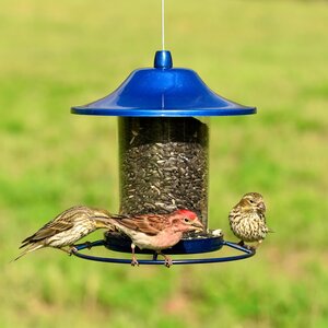 BLUE SPARKLE PANORAMA SEED FEEDER 1LB CA
