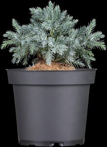 BLUE STAR JUNIPER 30 CM - image 5