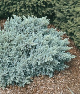 BLUE STAR JUNIPER 30 CM