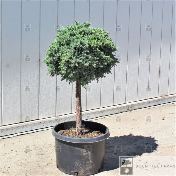 BLUE STAR JUNIPER STD 60CM (70CM w/Head)