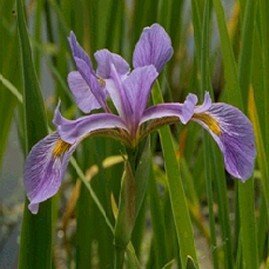 BLUE WATER IRIS