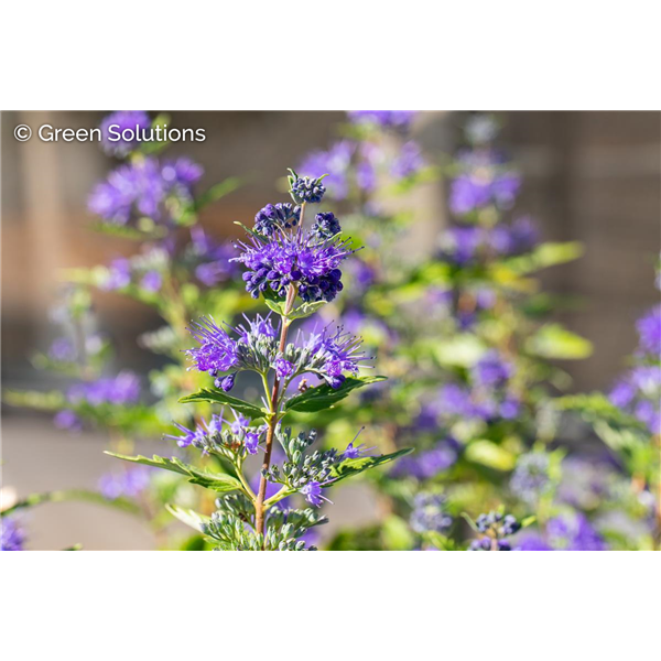 BLUEBEARD GOLD CREST 1G