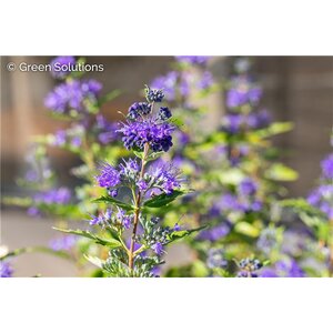 BLUEBEARD GOLD CREST 1G