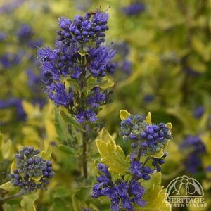 BLUEBEARD GOLD CREST 4IN