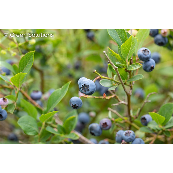 BLUEBERRY 3 IN 1 5GAL