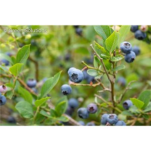 BLUEBERRY 3 IN 1 5GAL