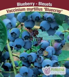 BLUEBERRY BLUECROP 1G - image 1