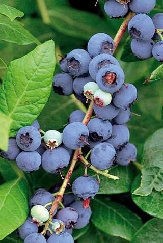 BLUEBERRY NORTHLAND 1GAL