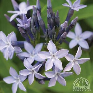 BLUESTAR BLUE ICE 1G