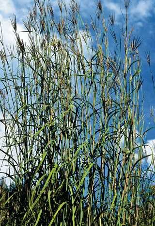 BLUESTEM GRASS 2G (ANDROPOGON)