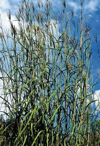 BLUESTEM GRASS 2G (ANDROPOGON)
