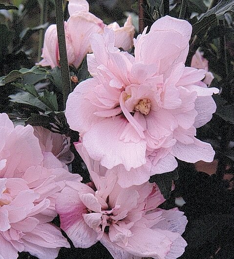 BLUSHING BRIDE HIBISCUS 100CM STD