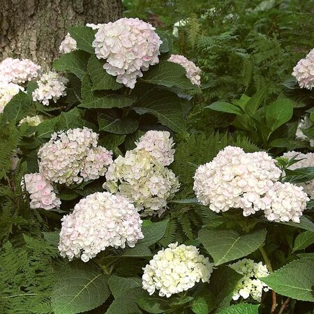 BLUSHING BRIDE HYDRANGEA 30CM