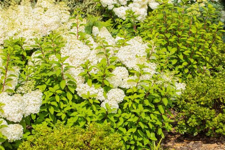 BOBO HYDRANGEA 100CM STD  - image 5