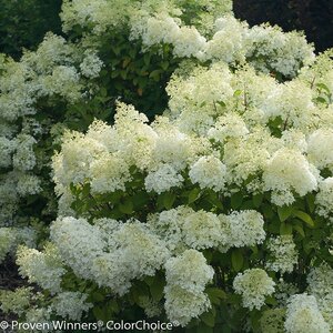 BOBO HYDRANGEA 30CM - image 1