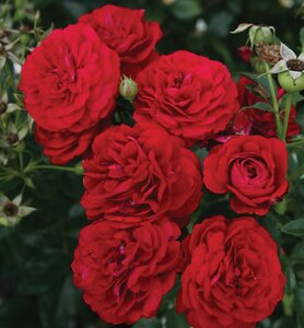 BORDEAUX ROSE FLORIBUNDA