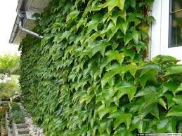 BOSTON IVY 2G