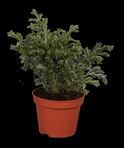 BOULEVARD CYPRESS 30 CM - image 5