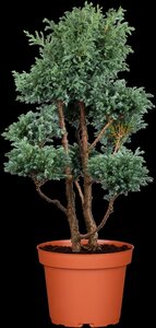 BOULEVARD CYPRESS 30 CM - image 3