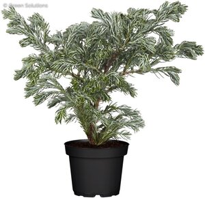 BOULEVARD CYPRESS 60 CM