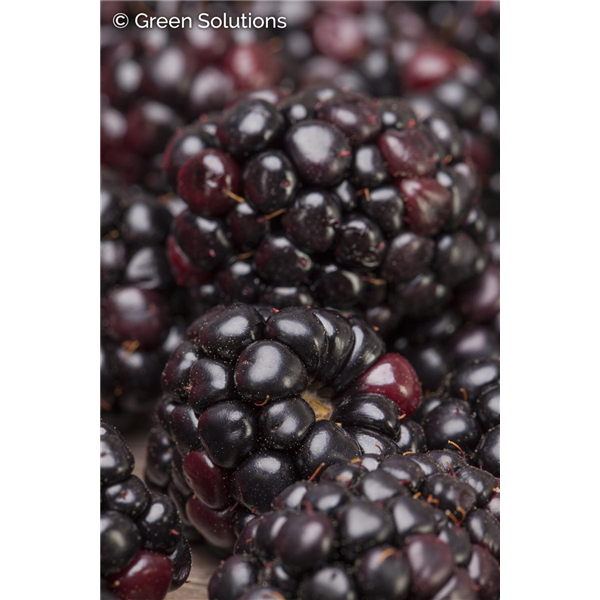 BOYSENBERRY THORNLESS