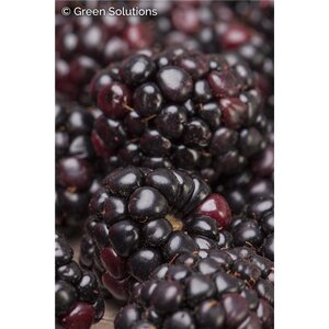 BOYSENBERRY THORNLESS